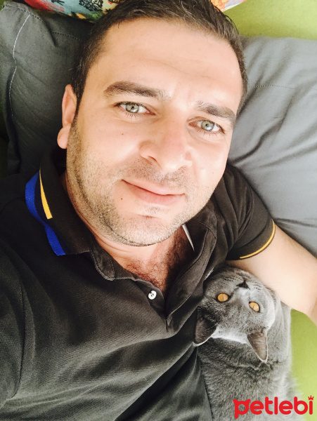 British Shorthair, Kedi  Gofret fotoğrafı