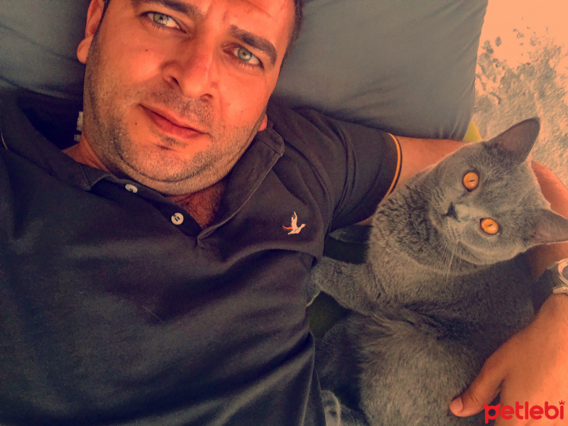 British Shorthair, Kedi  Gofret fotoğrafı