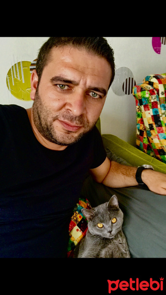 British Shorthair, Kedi  Gofret fotoğrafı