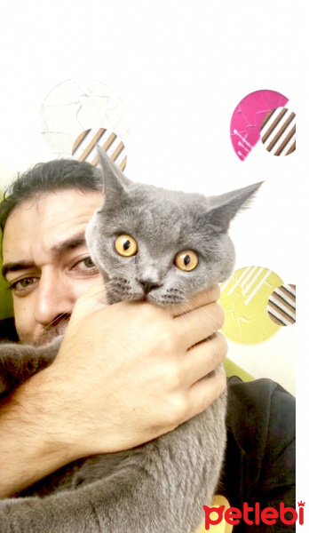 British Shorthair, Kedi  Gofret fotoğrafı