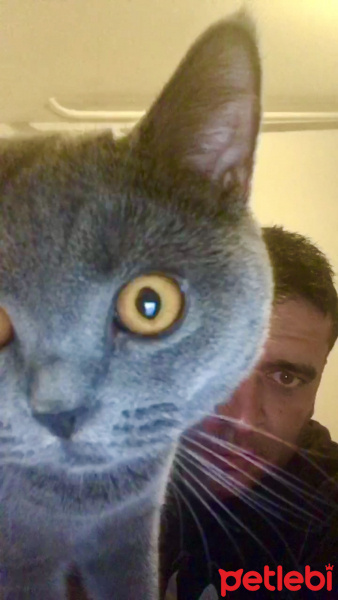 British Shorthair, Kedi  Gofret fotoğrafı
