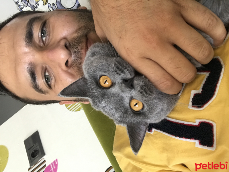 British Shorthair, Kedi  Gofret fotoğrafı