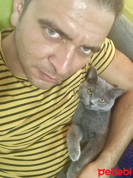 British Shorthair, Kedi  Gofret fotoğrafı
