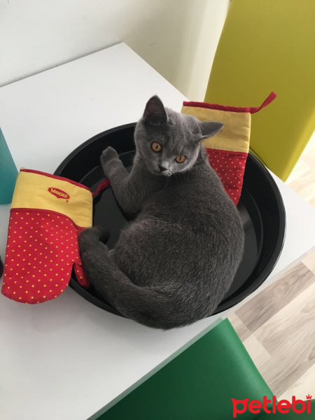 British Shorthair, Kedi  Gofret fotoğrafı
