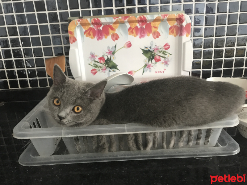 British Shorthair, Kedi  Gofret fotoğrafı