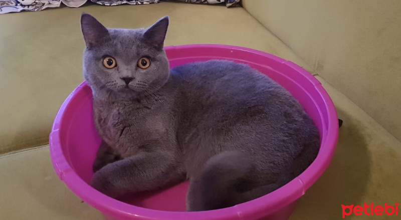British Shorthair, Kedi  Gofret fotoğrafı