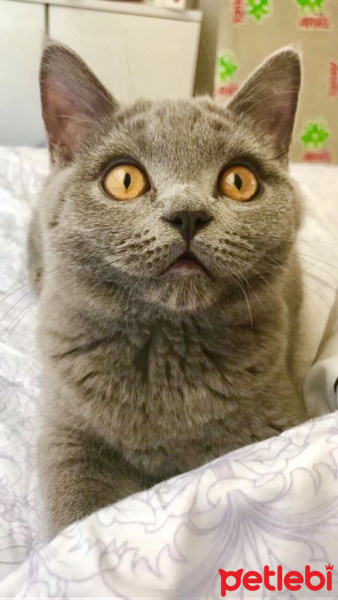 British Shorthair, Kedi  Gofret fotoğrafı