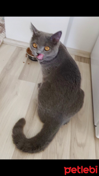 British Shorthair, Kedi  Gofret fotoğrafı