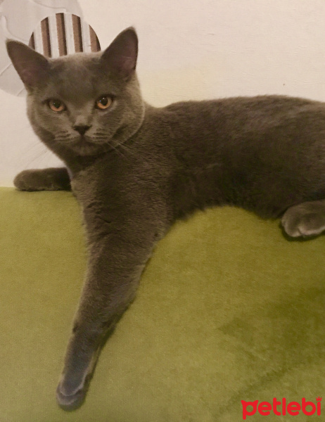 British Shorthair, Kedi  Gofret fotoğrafı