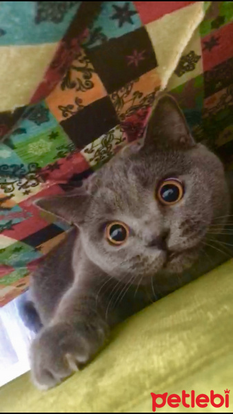 British Shorthair, Kedi  Gofret fotoğrafı