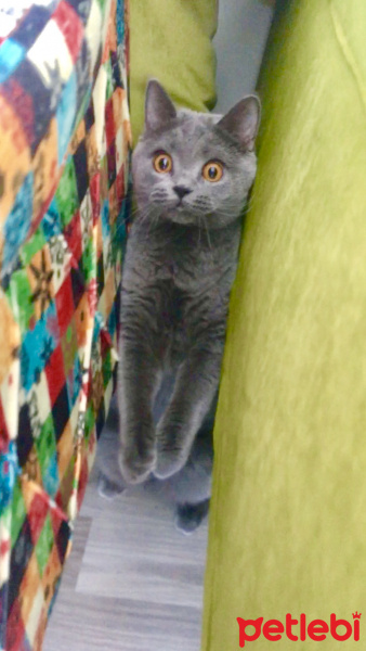 British Shorthair, Kedi  Gofret fotoğrafı