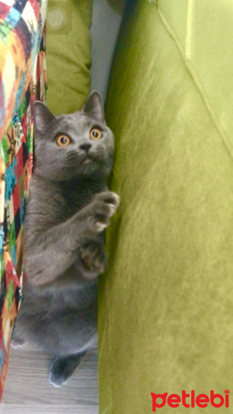 British Shorthair, Kedi  Gofret fotoğrafı