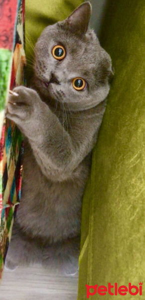British Shorthair, Kedi  Gofret fotoğrafı