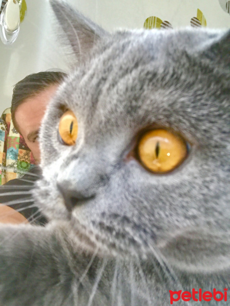 British Shorthair, Kedi  Gofret fotoğrafı