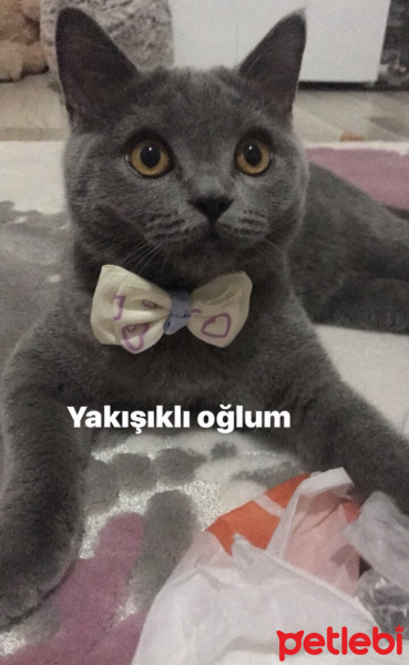 British Shorthair, Kedi  Gofret fotoğrafı