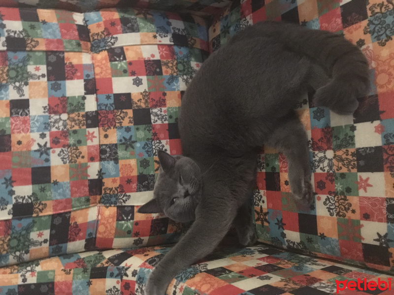 British Shorthair, Kedi  Gofret fotoğrafı