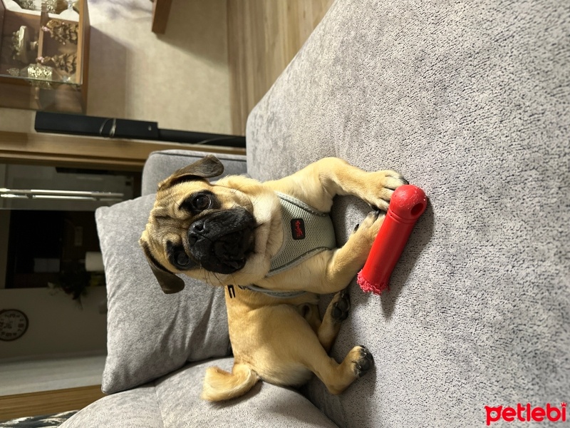 Pug, Köpek  Karamel fotoğrafı