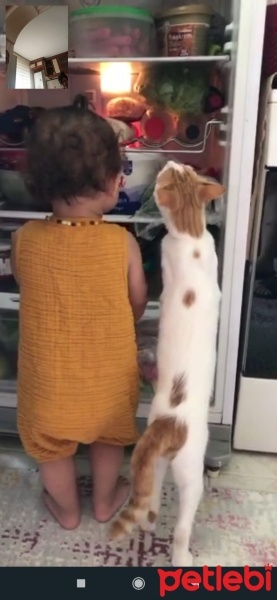 Sarman, Kedi  Tarçın fotoğrafı