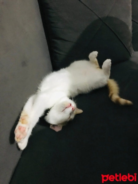 Sarman, Kedi  Tarçın fotoğrafı