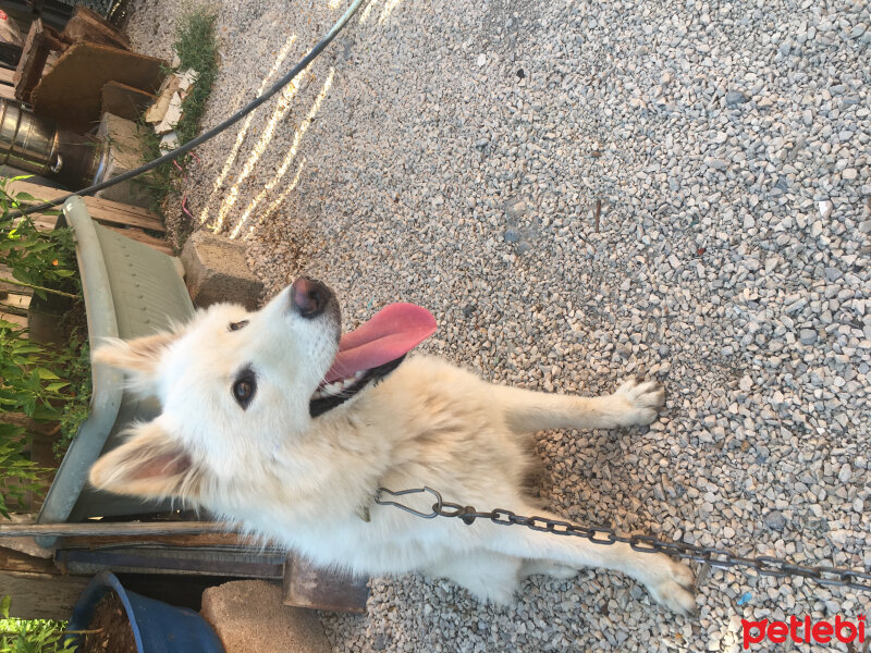 Samoyed, Köpek  ghost fotoğrafı