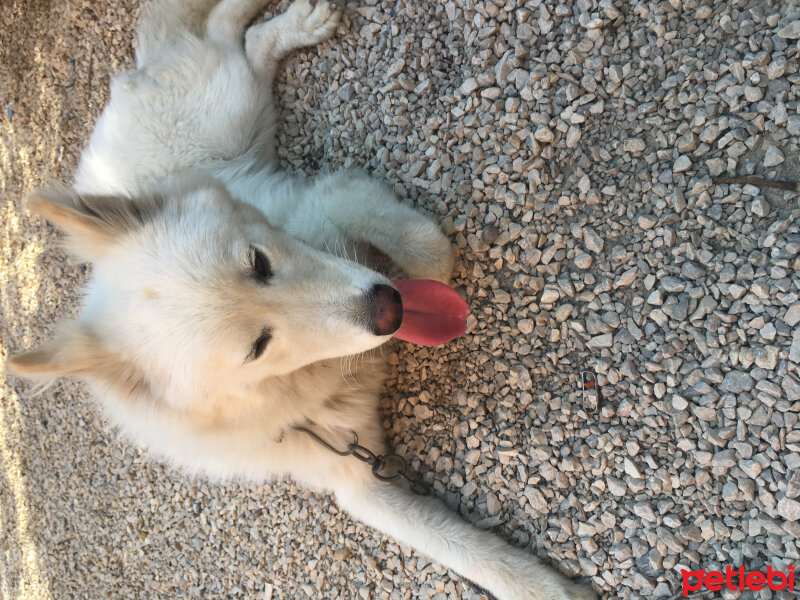 Samoyed, Köpek  ghost fotoğrafı