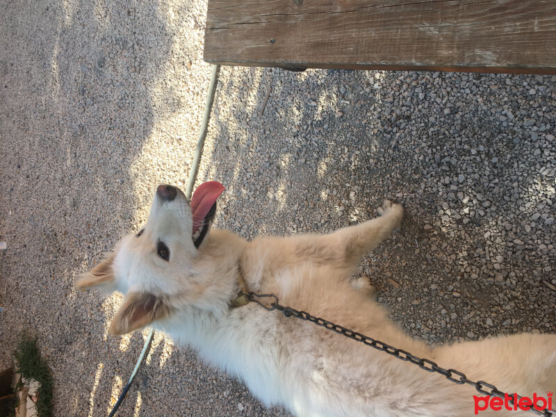 Samoyed, Köpek  ghost fotoğrafı