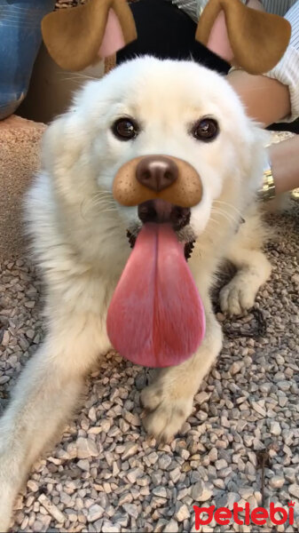 Samoyed, Köpek  ghost fotoğrafı