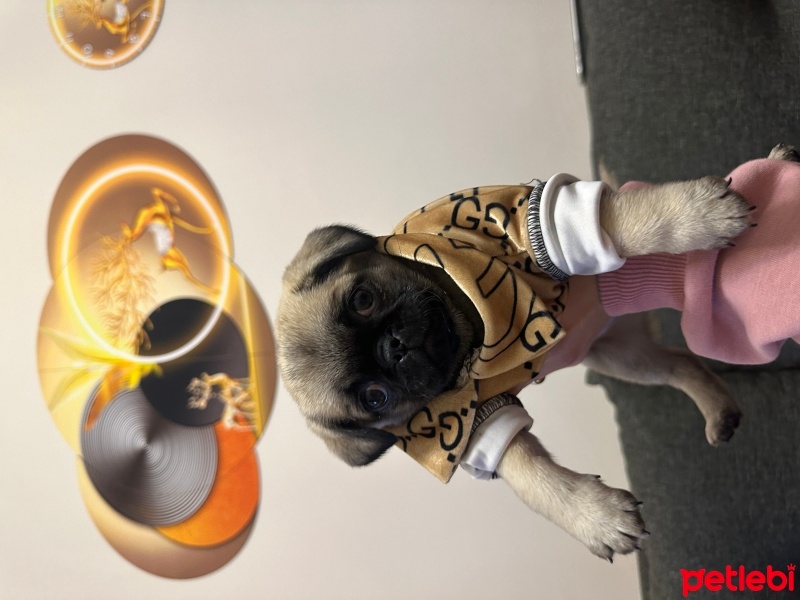 Pug, Köpek  Laki fotoğrafı