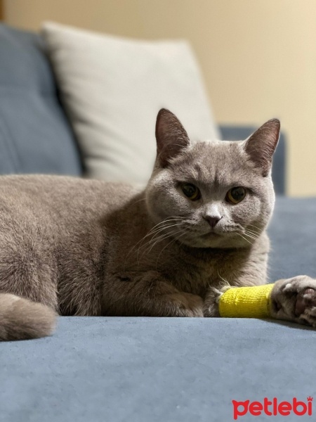 British Shorthair, Kedi  Luna fotoğrafı