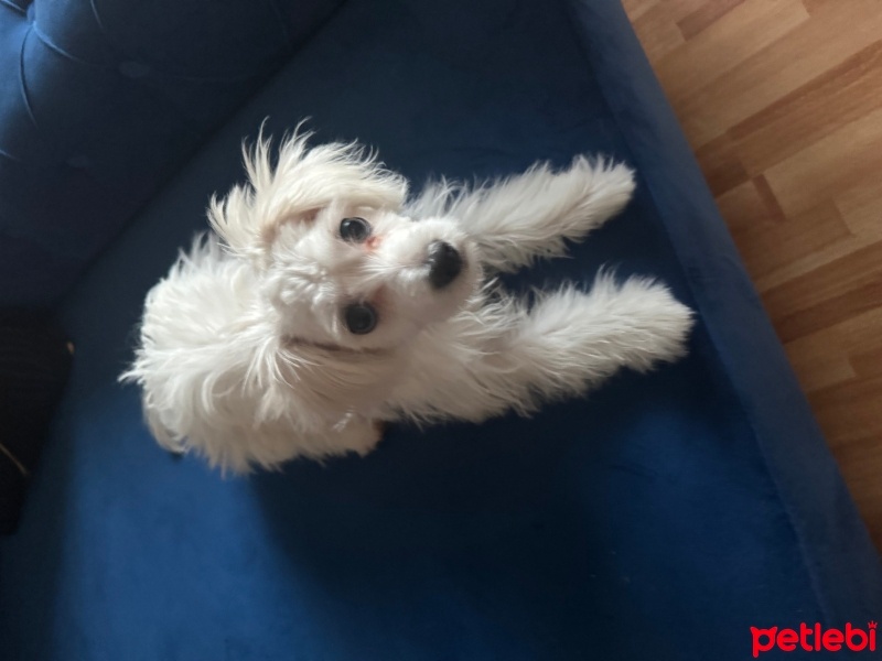 Maltese, Köpek  white fotoğrafı