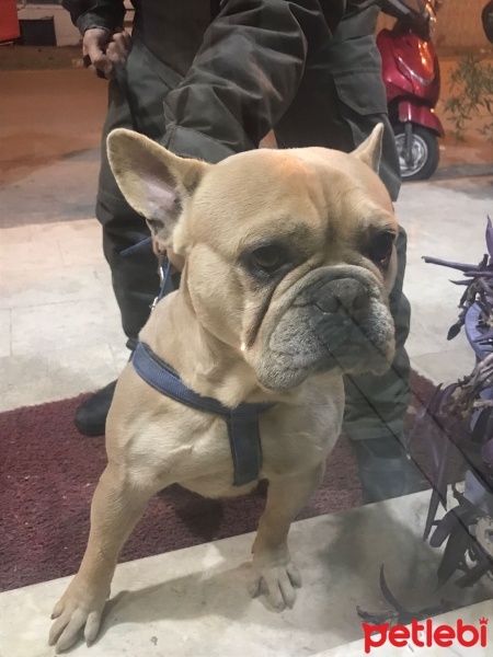 Fransız Bulldog, Köpek  Pablo fotoğrafı