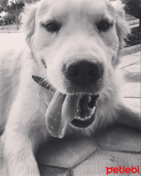 Golden Retriever, Köpek  Oscar fotoğrafı