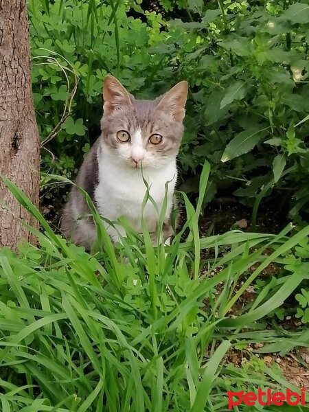 Tekir Kedi, Kedi  Michiko (Mişo) fotoğrafı