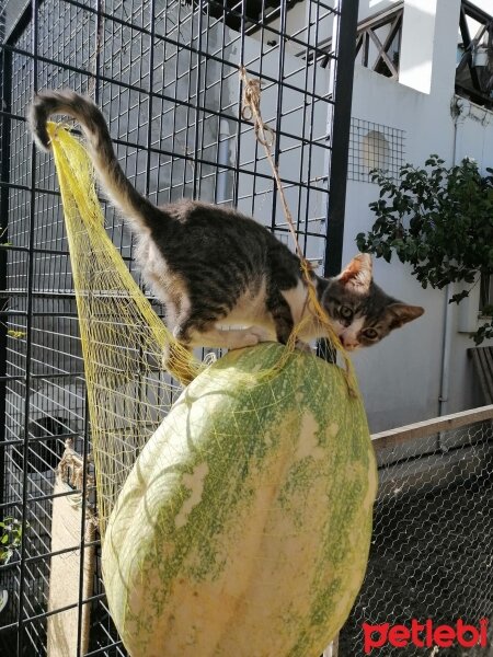 Tekir Kedi, Kedi  Michiko (Mişo) fotoğrafı