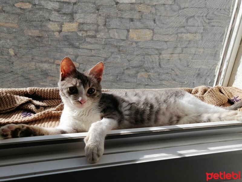 Tekir Kedi, Kedi  Michiko (Mişo) fotoğrafı