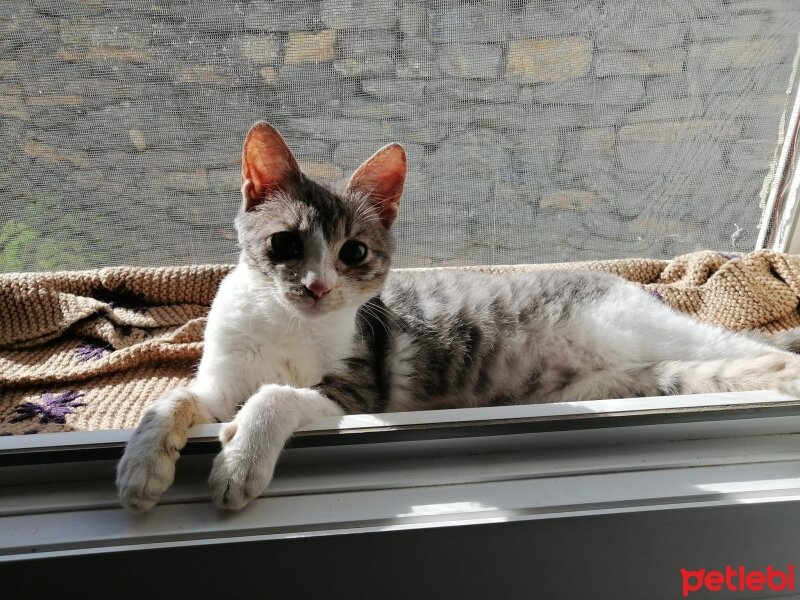 Tekir Kedi, Kedi  Michiko (Mişo) fotoğrafı