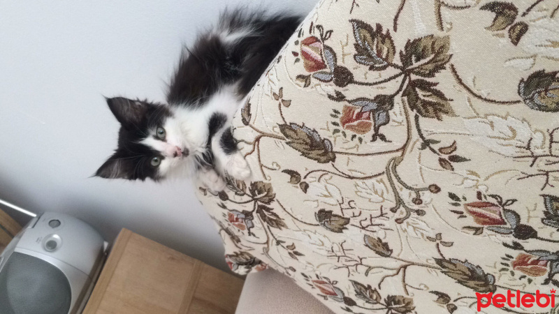 Oriental Longhair, Kedi  Pıtır fotoğrafı