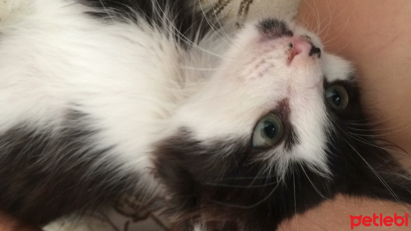 Oriental Longhair, Kedi  Pıtır fotoğrafı