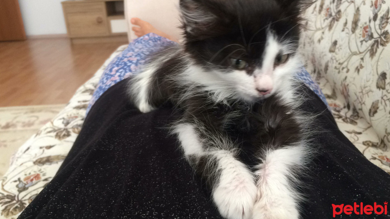 Oriental Longhair, Kedi  Pıtır fotoğrafı