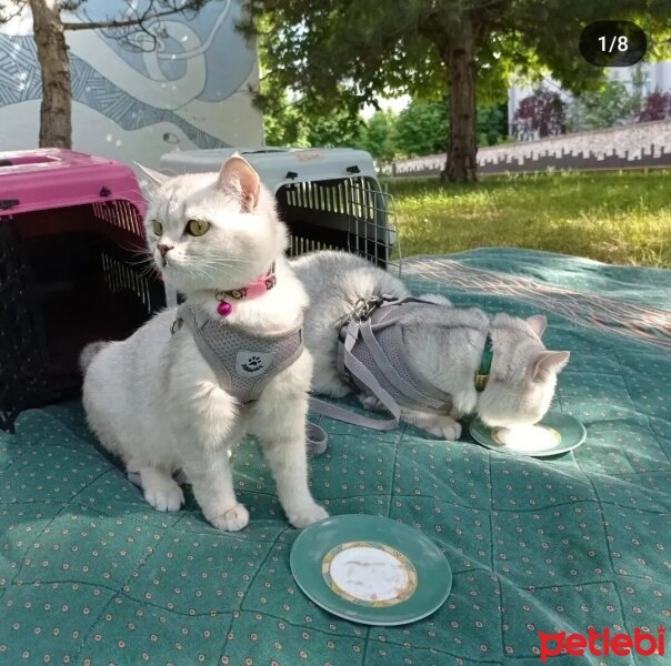 Brazilian Shorthair, Kedi  biber fotoğrafı