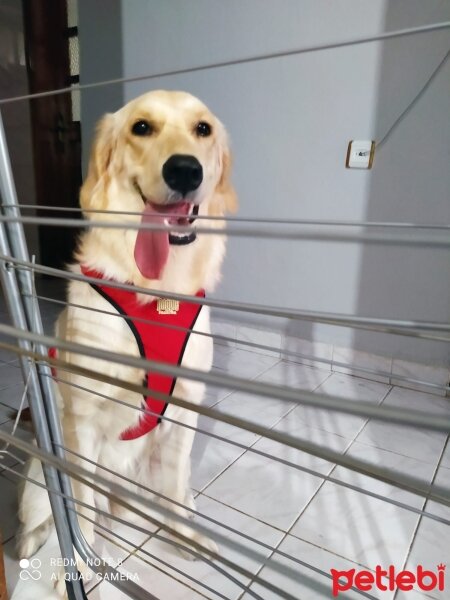 Golden Retriever, Köpek  Şila fotoğrafı