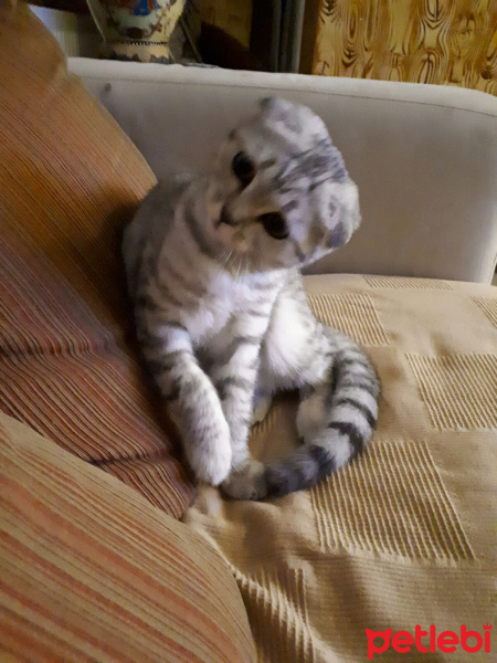 Scottish Fold, Kedi  PONÇİK fotoğrafı