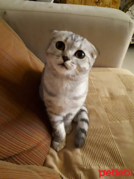 Scottish Fold, Kedi  PONÇİK fotoğrafı