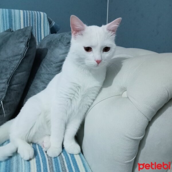 Ankara Kedisi, Kedi  Pamuk fotoğrafı