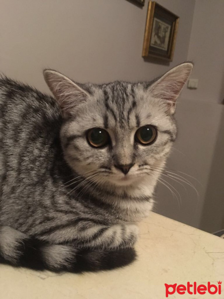 Scottish Fold, Kedi  ÇAKIL fotoğrafı