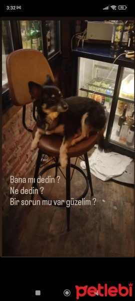 Minyatür Pinscher, Köpek  Mario fotoğrafı