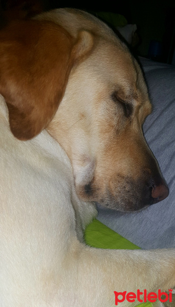 Labrador Retriever, Köpek  kabuk fotoğrafı