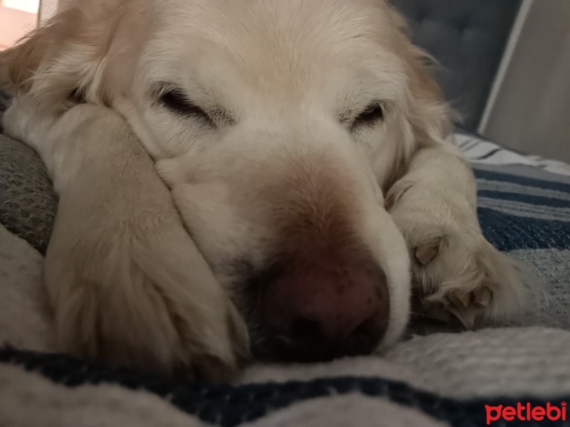 Golden Retriever, Köpek  Beybi fotoğrafı