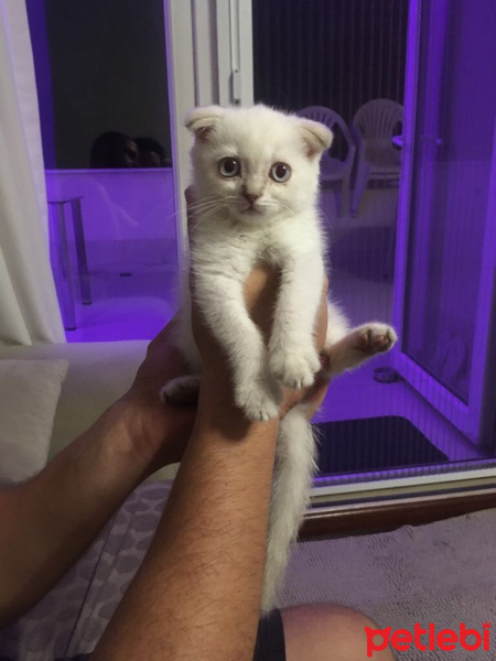 Scottish Fold, Kedi  TOFFEE fotoğrafı