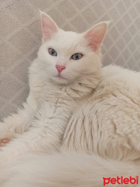 Ankara Kedisi, Kedi  Pamuk fotoğrafı